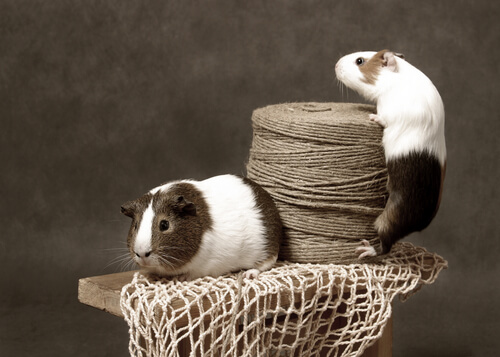 Two Guinea pigs on a pedestal.