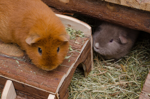 Διαφορές μεταξύ Gerbils και ινδικών χοιριδίων