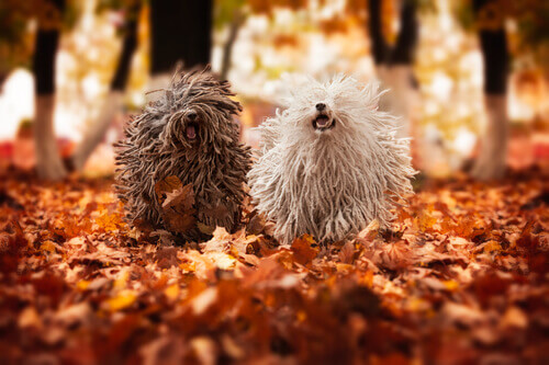 Two puli dogs running through the forest.