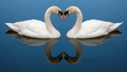Two swans facing each other.