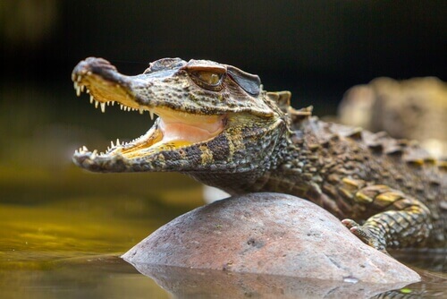 A caiman in the water.