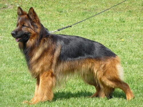 A German Shepherd on a leash.