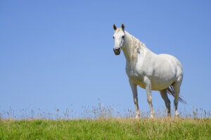 A Pregnant Mare: What You Need to Know