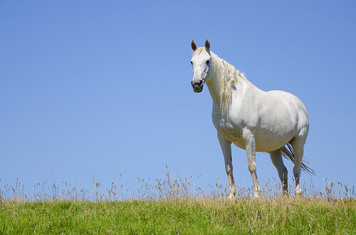 A Pregnant Mare: What You Need to Know