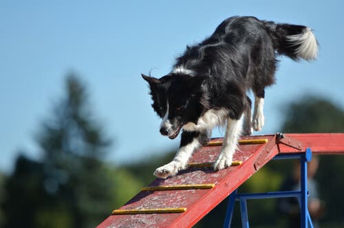There are many activities for border collies in agility competitions.