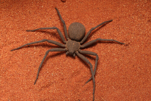 The Sicarius Spider and its Lethal Venom