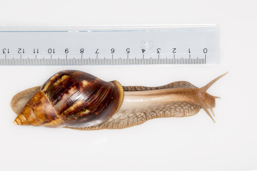 African giant snails are one species with harmful habits.