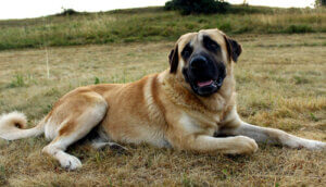 The Hard-Working and Tough Anatolian Shepherd