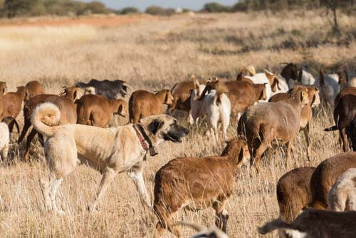 An Anatolian Shepherd herding sheep.