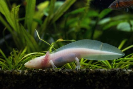 Le salamandre acquatiche sono animali che vivono nei laghi.