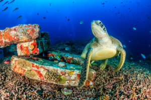 Turtles as a Cultural Symbol