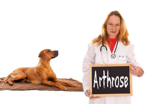 A dog with arthrosis.