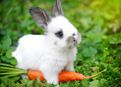 The Best Food to Give to Pet Rabbits
