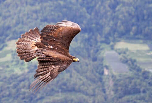 A flying bald eagle.