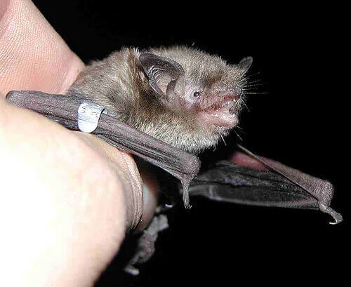 A bat.