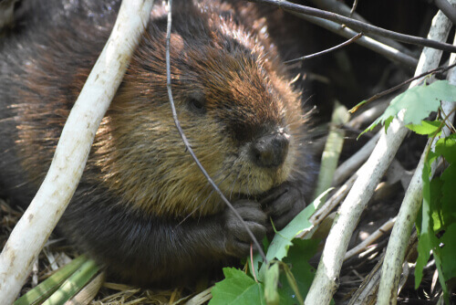 A beaver eating a plant.