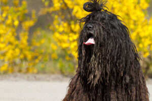 The Bergamasco Shepherd Dog Breed of the Italian Alps
