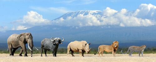 Five animals from Africa.