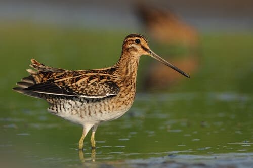 A great snipe.