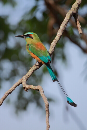 The 7 Most Beautiful Birds of Central America