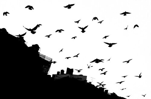A film noir photo of some birds.