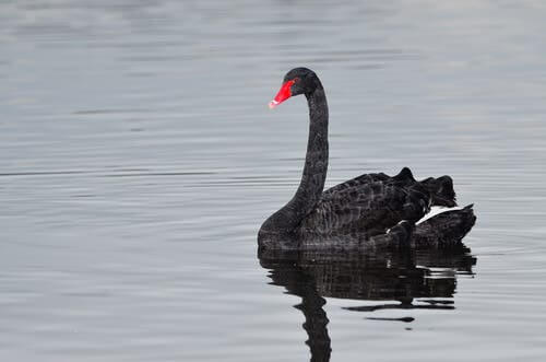 A swimming black swan.