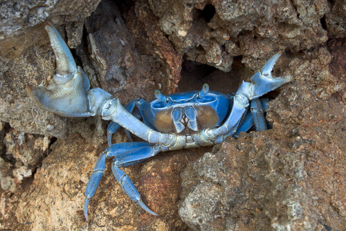A male blue crab.