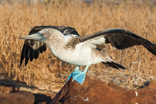Blue-footed boobies live in the Galapagos Islands.