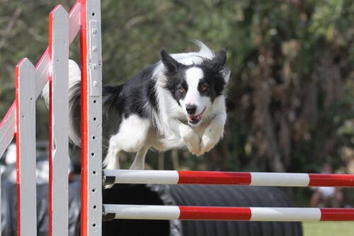 Agility Competitions and Border Collies