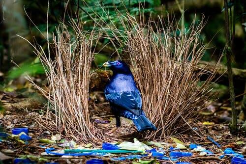 A bowerbird in a bush.