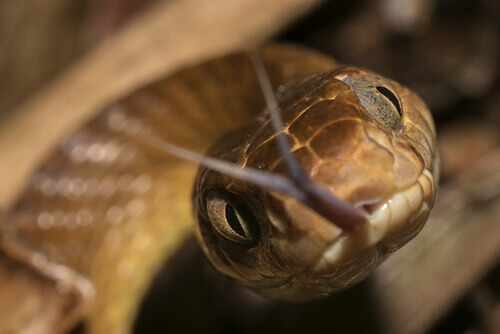 Brown tree snakes are one of the many species with harmful habits.