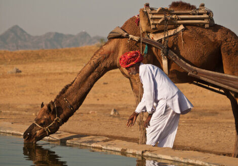 The Curious Feeding Habits of Camels - My Animals