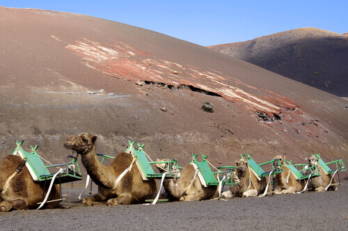 Kamelen gebruikt voor transportatie