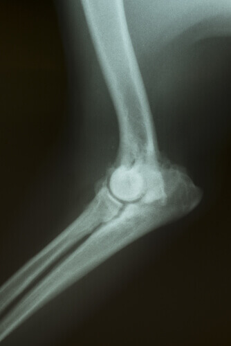 An X-ray of canine arthrosis.