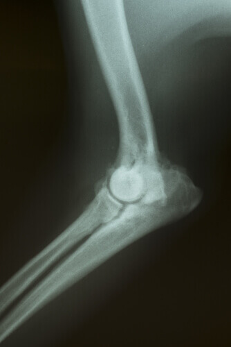 An X-ray of canine arthrosis. 