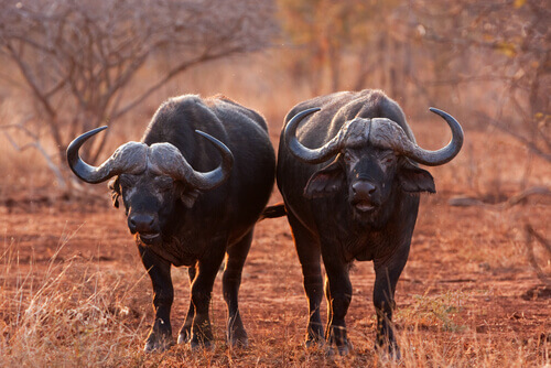 Cape buffalo.