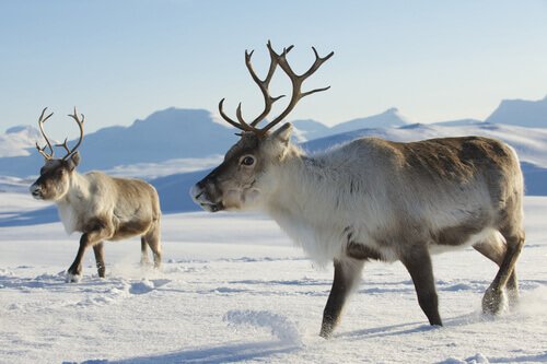 Caribou.