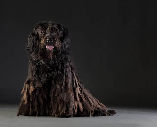 Caring for your Bergamasco.