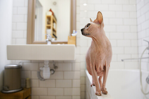 A cat on a bath.