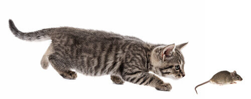 A cat chasing a mouse.