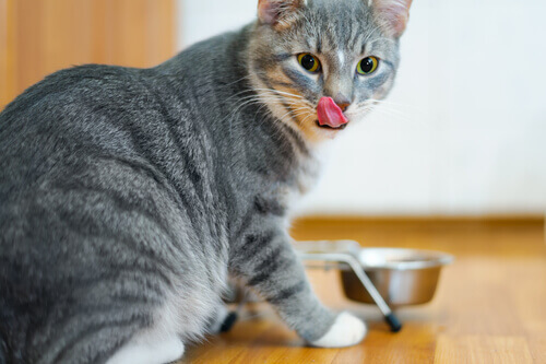 What's the Best Food to Give to Cats?