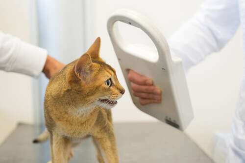 Microchips for cats are an inexpensive procedure.