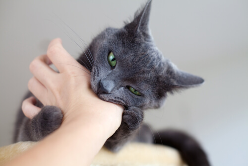 A cat biting a hand.