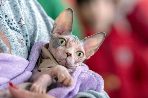 How to Bathe Hairless Cats