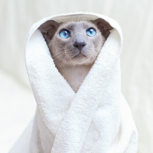 A cat in a towel.