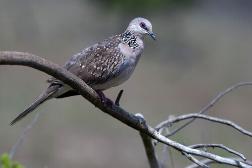 A Ceilan pigeon sitting on a branch.