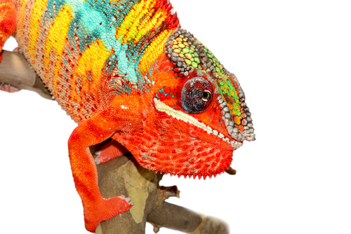 Chameleon color change is related to the temperature.