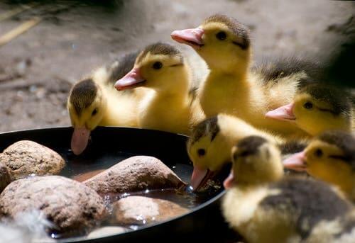 A group of ducklings.
