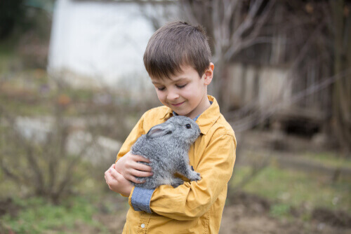 A young boy playing with a rabbit.