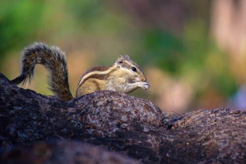 Chipmunks are actually one of the many types of squirrels.